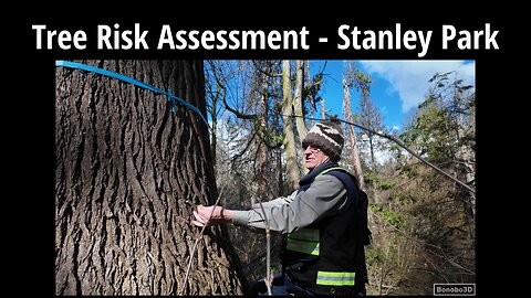 Tree Risk Assessment- Stanley Park