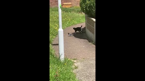 🐦‍⬛ 🐈‍⬛ Krax-eli-krax Hallå där! Mjao? Krax: Jag bara står här...