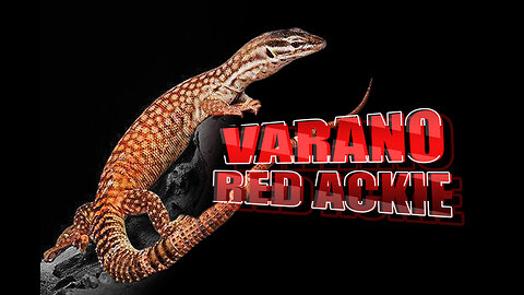 Varano Red Ackie: El monitor perfecto para principiantes