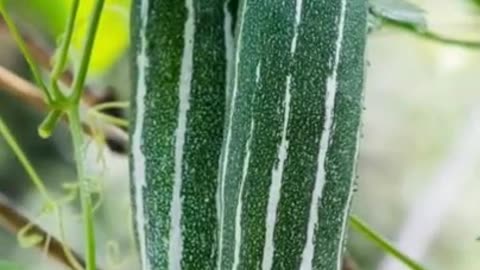 Four amazing benefits of eating snake gourd