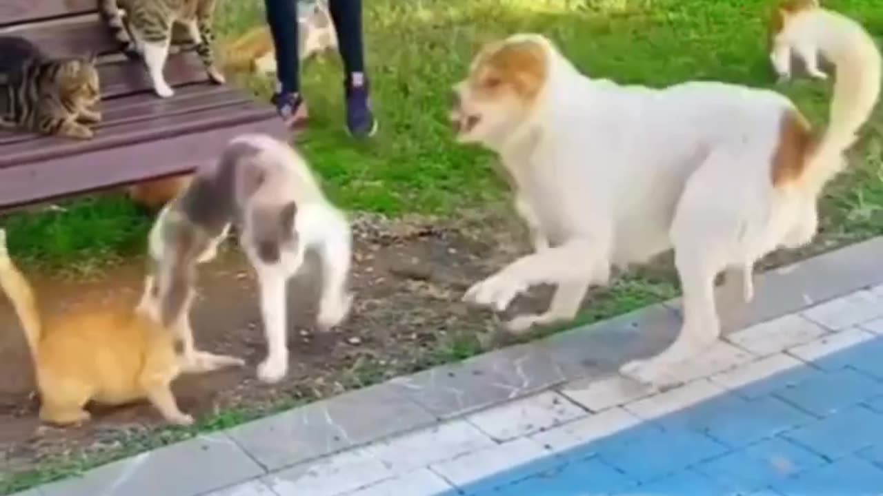 Karate Animals haha