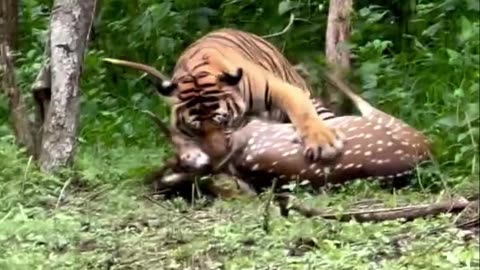 TigerHunting