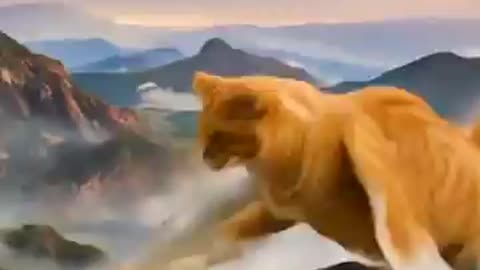 Best reaction cats