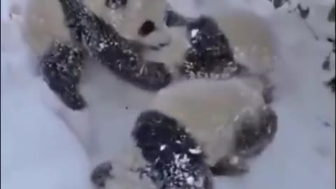 baby pandas in the snow.. 🐼😊