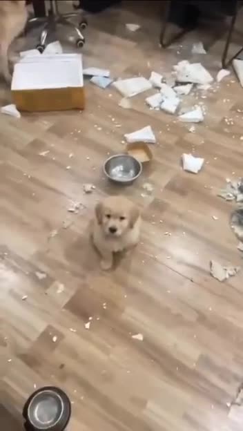 Dogs living their best lives 😄