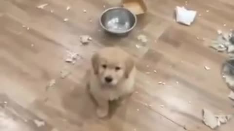 Dogs living their best lives 😄