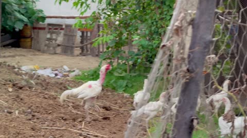 Chickens video