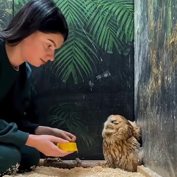 This family rescued a small owl that was stuck in a wire fence ❤️