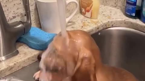 Not everyday you see a dog that likes to bathe 😂😍🐕🛁