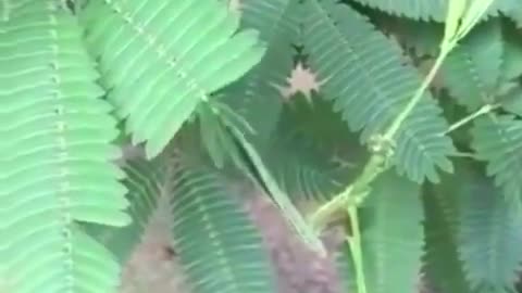 the defence mechanism used by the Mimosa Pudica plant