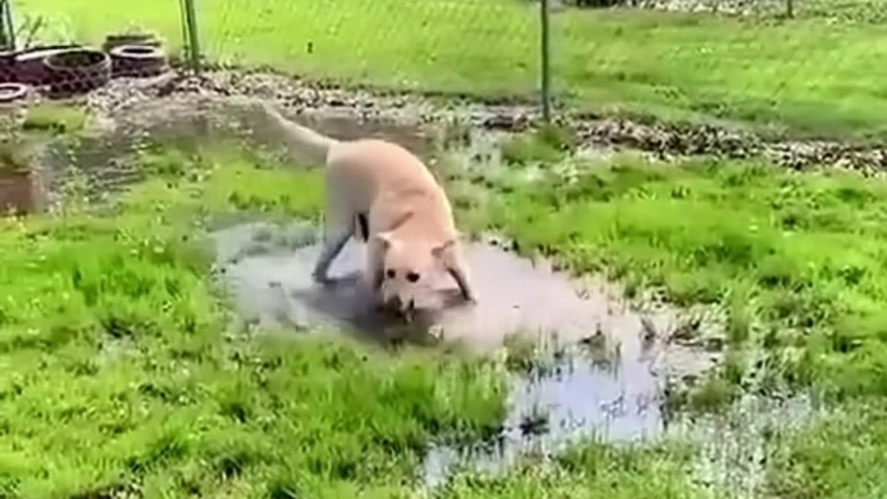 A blind dog finds a puddle for the first time!❤️