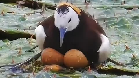 Bird gave eggs on lily leaf