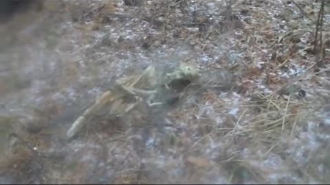 🛸🌌 What's This in the Sky Over Lesu? | TheTruthAbove