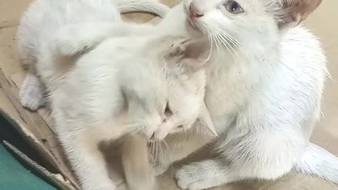 My lovely kittens.