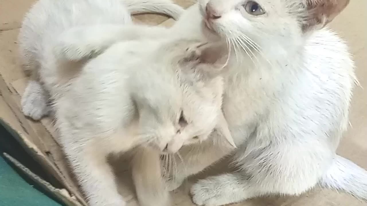 My lovely kittens.