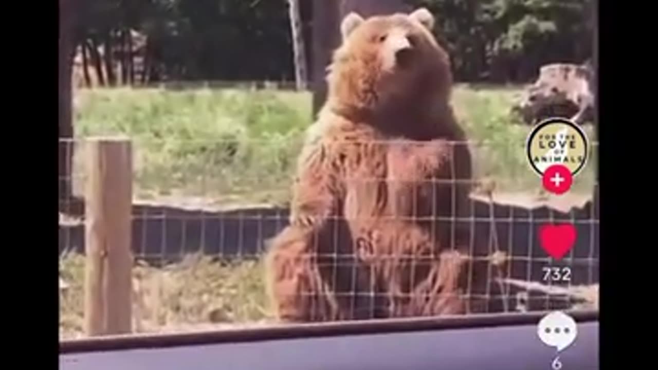 Feed Bear