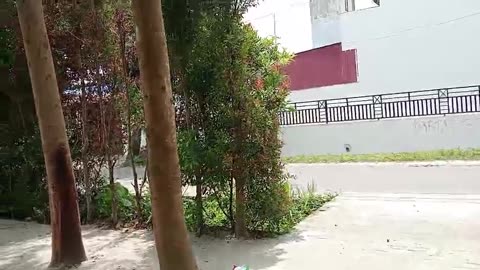 Simple Life, Big Fun: Our Day in the Yard