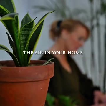 5 Most Useful Plants 🪴