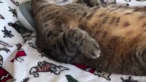 Funny cats #01