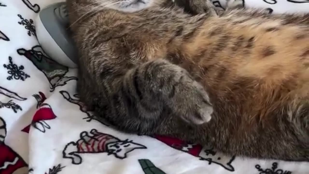Funny cats #01