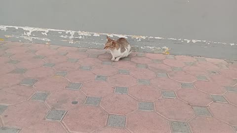 ADELE & SAM SMITH - Homeless cat in Ras Al Khaimah, UAE #cat #cats #Adele #SamSmith #emirates #viral