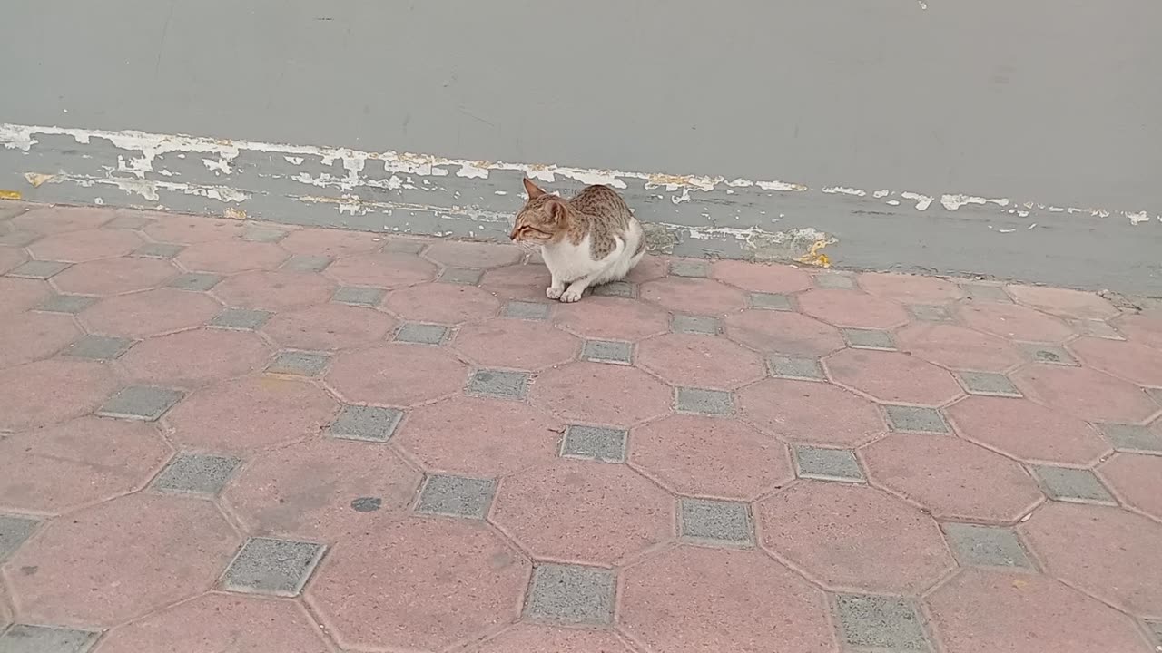 ADELE & SAM SMITH - Homeless cat in Ras Al Khaimah, UAE #cat #cats #Adele #SamSmith #emirates #viral