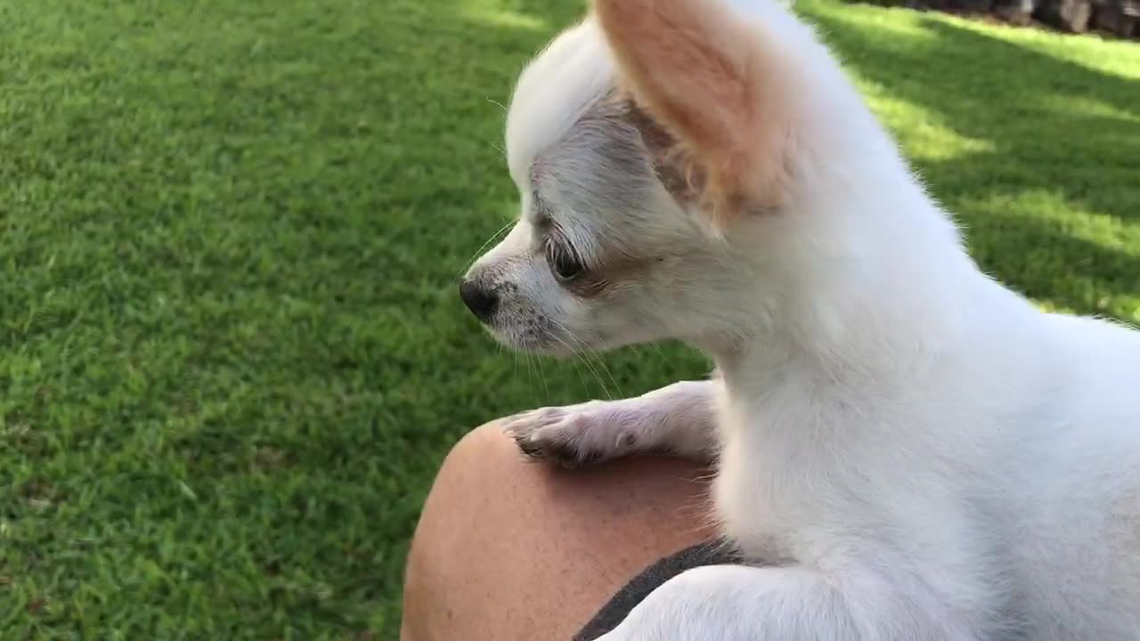 Paco Daydreaming