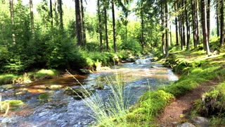 Sunlit Forest River Sounds - Gentle Stream for Positive Energy & Focus