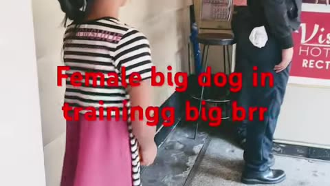 Female big dog in training