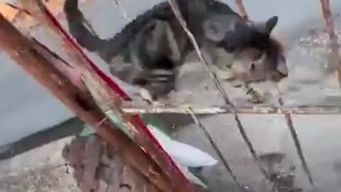 🦊🔮 Wait Till You See This Kitten's Crazy Transformation! | FeedMyCuriosity