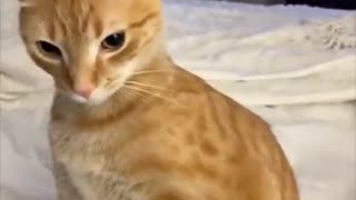Orange cats being orange. LOL