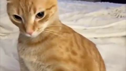 Orange cats being orange. LOL 