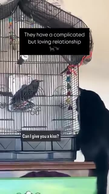 Talking Scrappy Baby The Bird