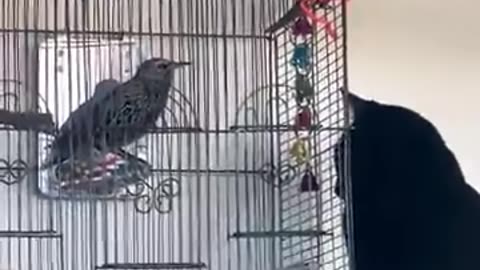 Talking Scrappy Baby The Bird