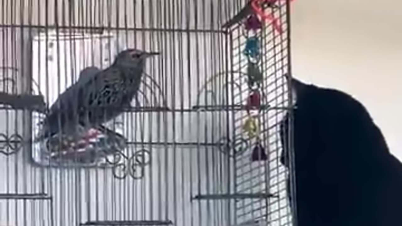 Talking Scrappy Baby The Bird