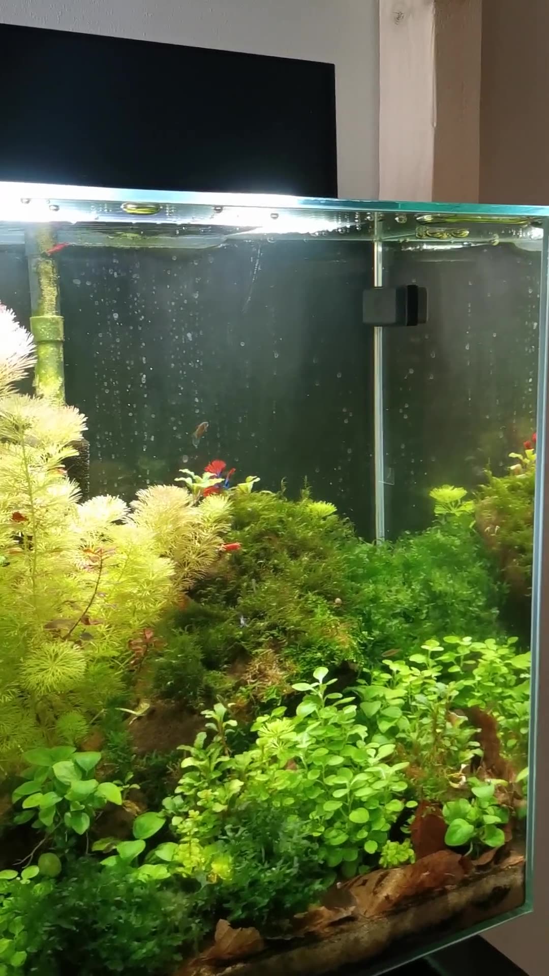 Betta Fish Eating Shrimp In Mini Ecosystem Planted Aquarium
