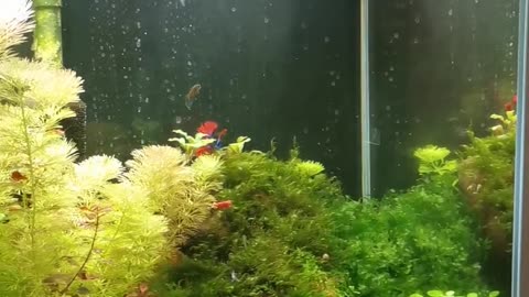 Betta Fish Eating Shrimp In Mini Ecosystem Planted Aquarium