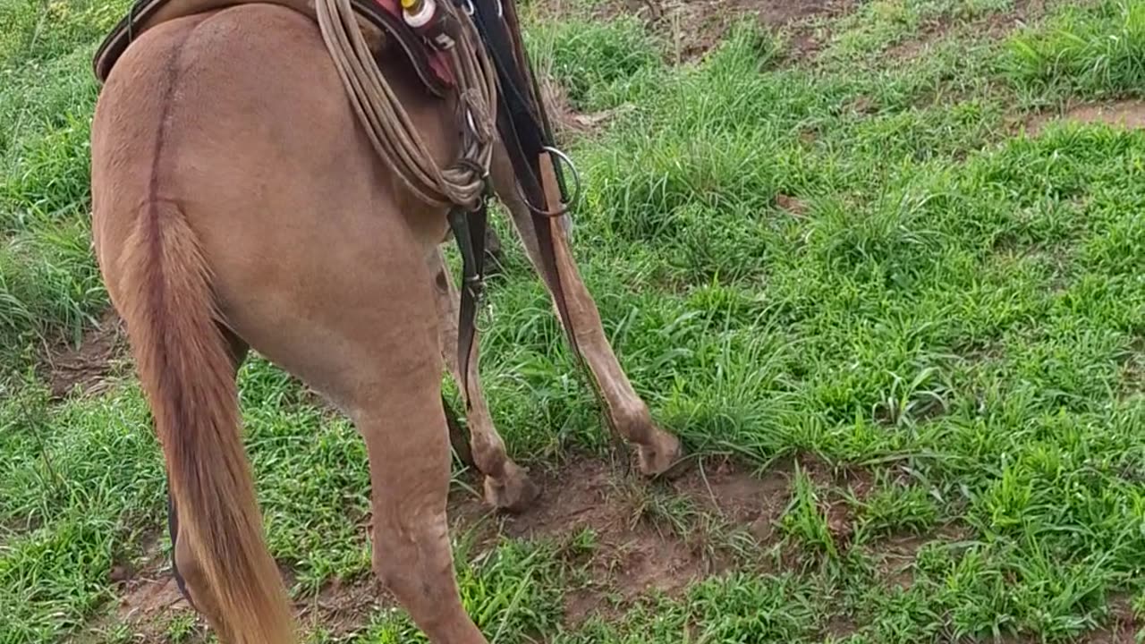 Cowboy Finds Stable Seat On Bucking Mule