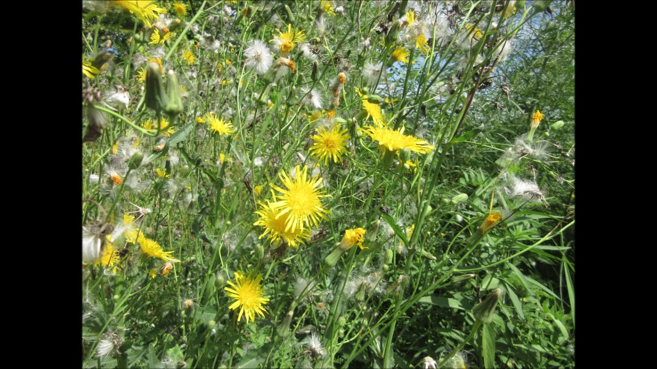 Beautiful Calm Field Sow Thistle August 2023