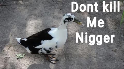 If you seen this niglet call Crime Stoppers