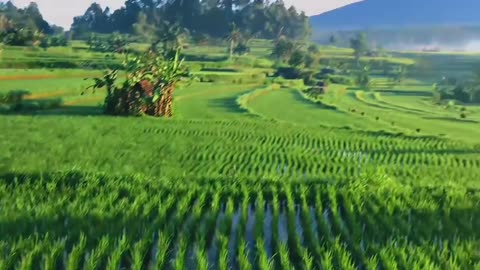 The beauty of rural life