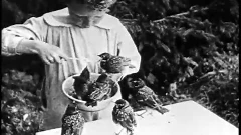 [OUR COMMON BIRDS] - [OUR COMMON BIRDS] - fc-fc-4869