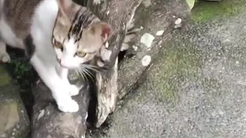 Orange Cat Turns Into a Gangster 😹 Bullying an Innocent Tabby in the Yard!