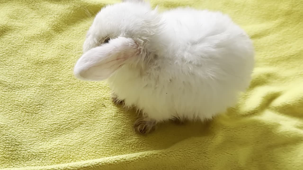 bunny #6