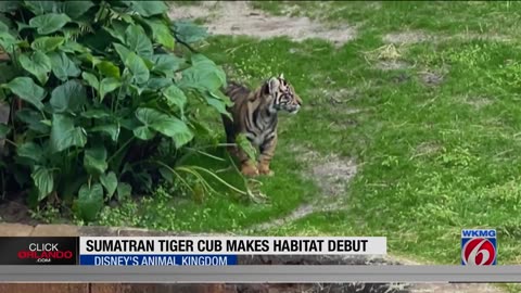 Tiger cub ‘Bakso’ makes his debut at Disney’s Animal Kingdom