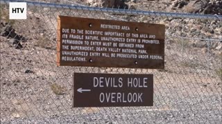 The Art of Camouflage in the Wild