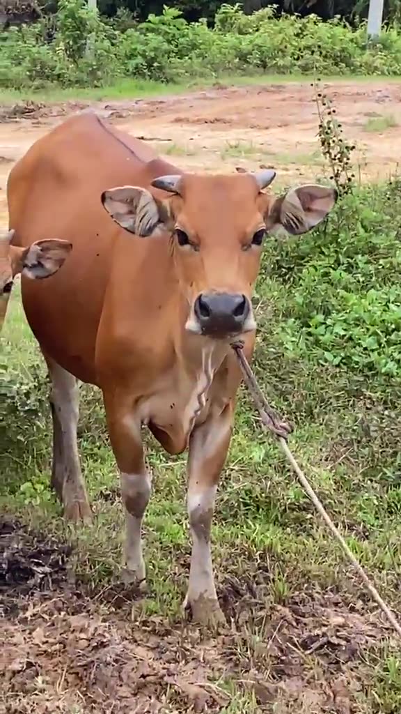 The cow tries the truck dance