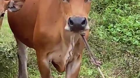 The cow tries the truck dance