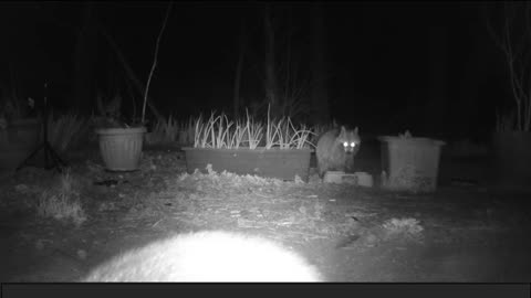 EA S187 - Happy Coons