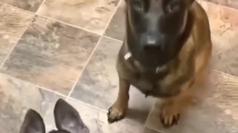 Now now, mama’s hungry 😂 #germanshepherd #belgianmalinois - Woof Depot - ClickHive